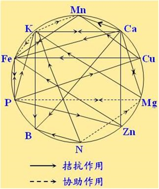 原料型鉀肥和鎂肥為什么會(huì)發(fā)生拮抗？