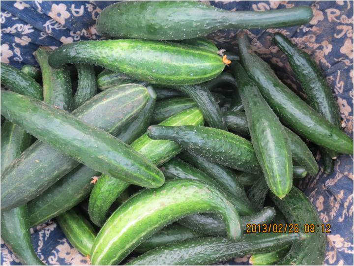 #微肥課堂#黃瓜味苦，天氣or肥料，到底誰之過？