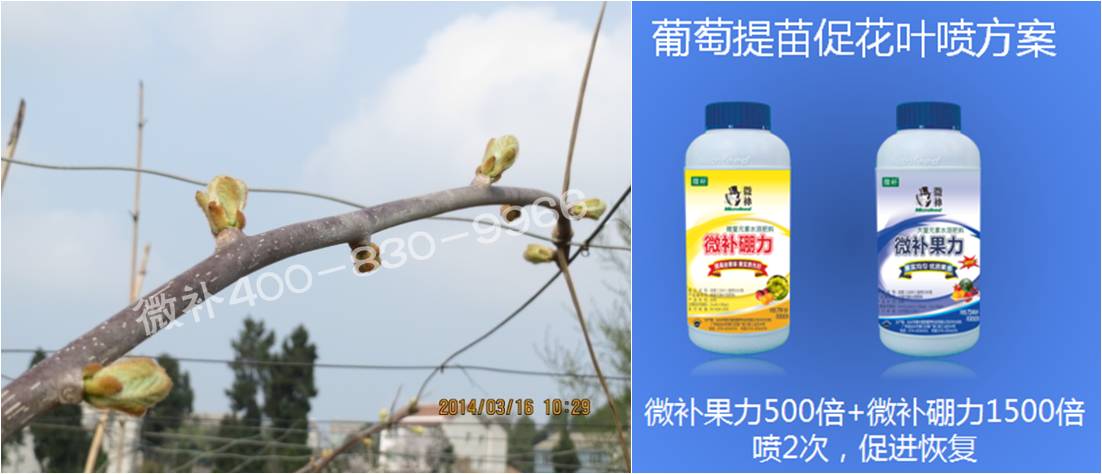 獼猴桃萌芽期如何施肥，才能促進(jìn)萌芽齊、萌芽壯？