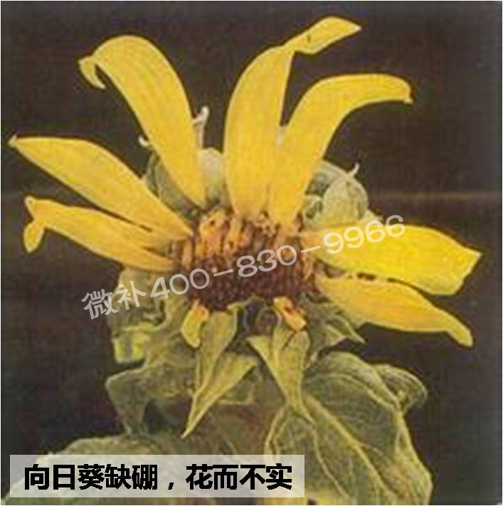 大田作物缺硼，就用高生物活性海藻液體硼，補硼更有效！