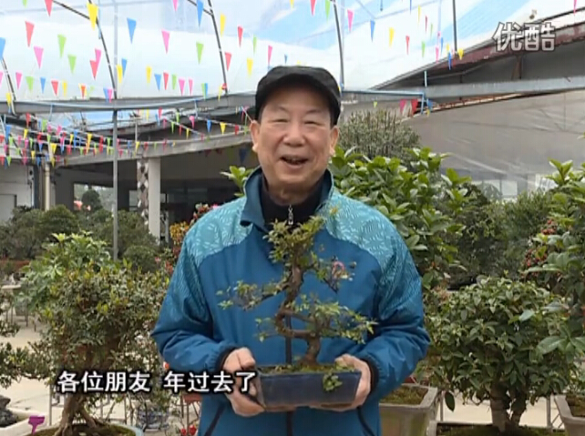 20160229珠江臺(tái)搖錢樹(shù)：盆景換盆養(yǎng)護(hù)，用綠夫人營(yíng)養(yǎng)液恢復(fù)生機(jī)