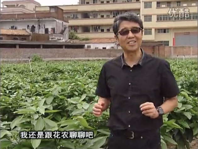 20160606珠江臺(tái)搖錢(qián)樹(shù)：觀葉植物用微補(bǔ)方案，壯根提長(zhǎng)、保葉抗病好！