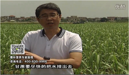 20160620珠江臺搖錢樹：甘蔗雨多漚根？淋微補(bǔ)根力鈣+精力、噴果力+壯力，促根壯長、甘蔗起灰好