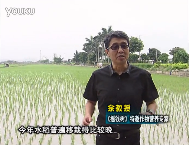 20160530珠江臺搖錢樹：水稻撒微補(bǔ)倍力、噴苗力，返青分蘗好，產(chǎn)量高
