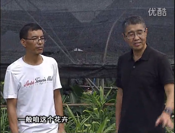 20161010珠江臺(tái)搖錢(qián)樹(shù)：盆栽花卉促根多，長(zhǎng)勢(shì)青綠