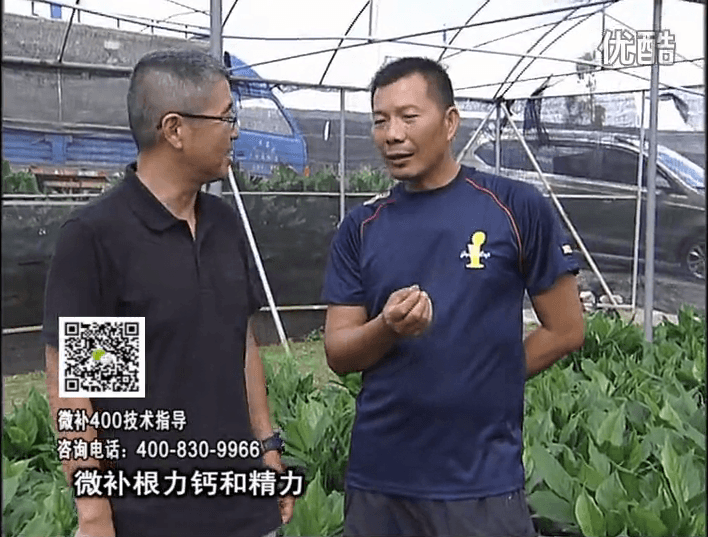 珠江臺(tái)搖錢(qián)樹(shù)：盆栽綠植澆施微補(bǔ)根力鈣+精力，促根多長(zhǎng)勢(shì)青綠