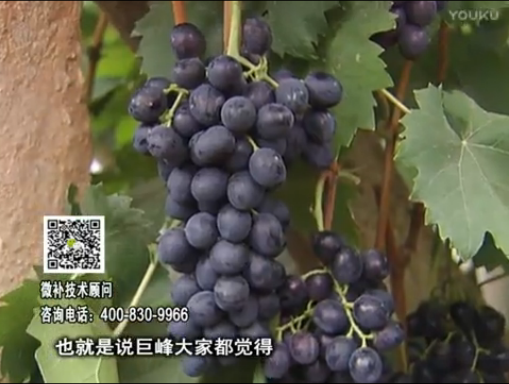 20170501珠江臺搖錢樹：葡萄用微補方案，品質(zhì)高，賣價好