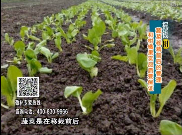 20170814珠江臺搖錢樹：蔬菜澆施微補(bǔ)，調(diào)酸促根，健壯長勢