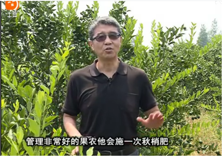 20170904珠江臺(tái)搖錢樹：柑橘用因迪樂，樹勢健壯、果品質(zhì)高