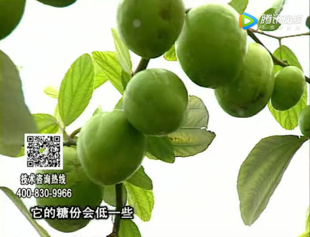20171204珠江臺搖錢樹：青棗膨果增甜如何做？