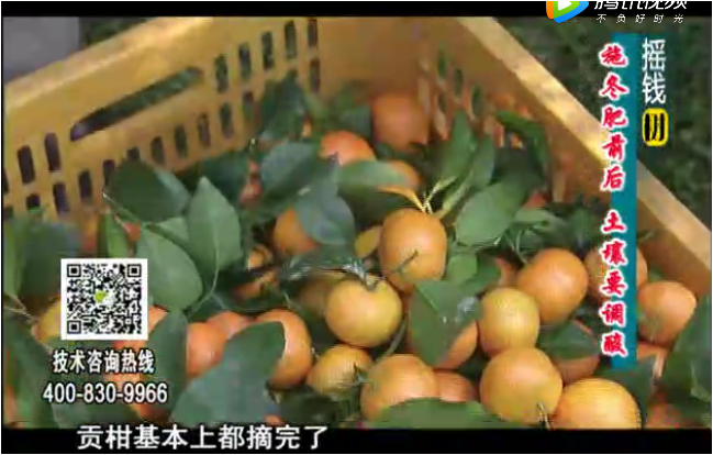 20180101珠江臺搖錢樹：柑橘土壤酸化怎么辦？
